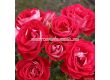 Роза Corazon (миниатюрна роза), серия Lilliputs - Kordes - 1 брой - 4t