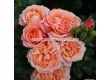 Роза Coral Lions-Rose (флорибунда) серия Fantasia - Kordes -1 брой - 2t