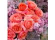 Роза Coral Lions-Rose (флорибунда) серия Fantasia - Kordes -1 брой - 4t