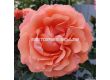 Роза Coral Lions-Rose (флорибунда) серия Fantasia - Kordes -1 брой - 5t