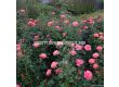 Роза Coral Lions-Rose (флорибунда) серия Fantasia - Kordes -1 брой - 7t