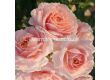 Роза Cremosa ADR (флорибунда) - Kordes - 1 брой - 2t