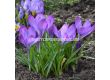 Минзухар/ Crocus vernus ssp vernus - 1 бр. - 1t