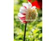 далия Anemone Flowering Bon Odori - 1бр - 1t