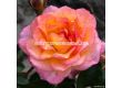 Роза Dekora (храстова роза), серия Heckenzauber- Kordes- 1 брой - 1t