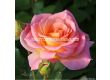 Роза Dekora (храстова роза), серия Heckenzauber- Kordes- 1 брой - 3t