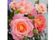 Роза Dekora (храстова роза), серия Heckenzauber- Kordes- 1 брой - 2t
