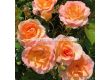 Роза Dekora (храстова роза), серия Heckenzauber- Kordes- 1 брой - 4t