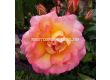 Роза Dekora (храстова роза), серия Heckenzauber- Kordes- 1 брой - 5t