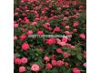 Роза Enjoy ADR (флорибунда), серия Fantasia-Kordes - 1 брой - 7t