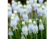 Мускари/ Muscari armeniacum Esther - 1 бр. - 1t
