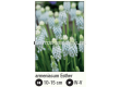Мускари/ Muscari armeniacum Esther - 1 бр. - 2t