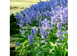 Лъжезюмбюл/ Hyacinthoides hispanica Excelsior -1 бр. - 1t