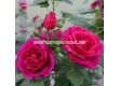Роза Für Elise (флорибунда) серия Fantasia - Kordes -1 брой - 6t