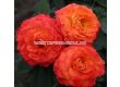Роза Feurio (Хибридна роза) - Kordes - 1 брой - 1t