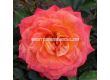 Роза Feurio (Хибридна роза) - Kordes - 1 брой - 4t