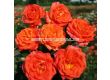 Роза Feurio (Хибридна роза) - Kordes - 1 брой - 7t
