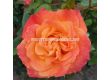 Роза Feurio (Хибридна роза) - Kordes - 1 брой - 2t