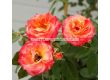 Роза Feurio (Хибридна роза) - Kordes - 1 брой - 8t