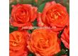 Роза Feurio (Хибридна роза) - Kordes - 1 брой - 5t