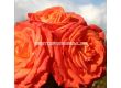 Роза Feurio (Хибридна роза) - Kordes - 1 брой - 6t
