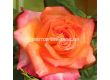 Роза Feurio (Хибридна роза) - Kordes - 1 брой - 9t