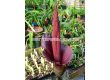 Amorphophallus napalensis Conjac - 2t