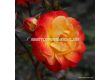 Роза Firebird (флорибунда), серия Fantasia - Kordes - 1 брой - 1t