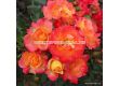 Роза Firebird (флорибунда), серия Fantasia - Kordes - 1 брой - 3t
