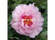 Божур ITOH Peony First Arrival  - 2t