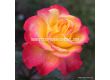 Роза Flaming Star (хибридна чаена роза) серия Eleganza-Kordes-1 брой - 3t