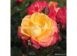 Роза Flaming Star (хибридна чаена роза) серия Eleganza-Kordes-1 брой - 4t