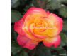 Роза Flaming Star (хибридна чаена роза) серия Eleganza-Kordes-1 брой - 1t