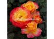 Роза Flaming Star (хибридна чаена роза) серия Eleganza-Kordes-1 брой - 5t