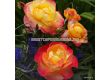 Роза Flaming Star (хибридна чаена роза) серия Eleganza-Kordes-1 брой - 6t