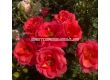 Роза Flamingo (роза флорибунда) серия RigoRosen- Kordes - 1 брой - 2t