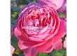 Роза Flora Colonia - 1 брой - 1t