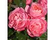 Роза Flora Colonia - 1 брой - 5t