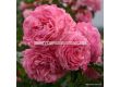 Роза Flora Colonia - 1 брой - 2t