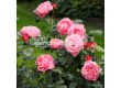 Роза Flora Colonia - 1 брой - 6t