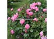 Роза Flora Colonia - 1 брой - 4t