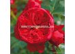 Роза Florentina  ADR (катереща) - 1 брой - 3t