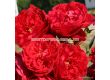 Роза Florentina  ADR (катереща) - 1 брой - 1t