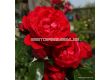 Роза Florentina  ADR (катереща) - 1 брой - 5t
