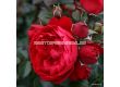 Роза Florentina  ADR (катереща) - 1 брой - 4t