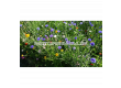 Семена ЦВЕТЕН МИКС ПЕПЕРУДИ OW FLOWER MIX BUTTERFLY - СК  - 2t