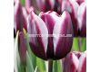 Лале/ Tulipa Fontainebleau - 1 бр. - 1t