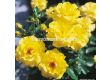 Роза Friesia (флорибунда) - Kordes - 1 брой - 2t
