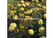 Роза Friesia (флорибунда) - Kordes - 1 брой - 3t