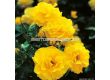Роза Friesia (флорибунда) - Kordes - 1 брой - 4t